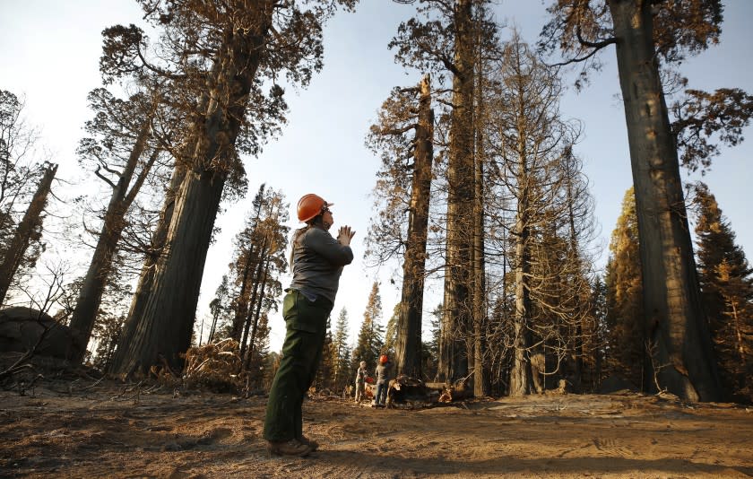 SPRINGVILLE, CA - OCTOBER 28: Kristen Shive, Director of Science for Save The Redwoods League on the 530 acres of the privately owned Alder Creek grove explains that when big sequoias die in a wildfire, it is usually because heat has scorched all their needles, which are still on the tree. This fire was different as all-consuming flame had turned the giants into sequoia skeletons.The league estimates that on its property alone, the Castle killed at least 80 monarchs, ranging in age from 500 years old to well over 1,000 years old. One of the monster wildfires birthed by California's August lightning blitz, the Castle fire burned through portions of roughly 20 giant sequoia groves on the western slopes of the Sierra, the only place on the planet they naturally grow. Giant Sequoia National Monument on Wednesday, Oct. 28, 2020 in Springville, CA. (Al Seib / Los Angeles Times