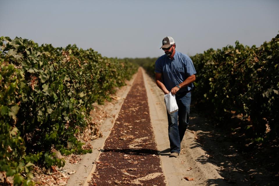 Matthew Efird collects samples of sun-dried raisins for water content at Double E farms south of Fresno.