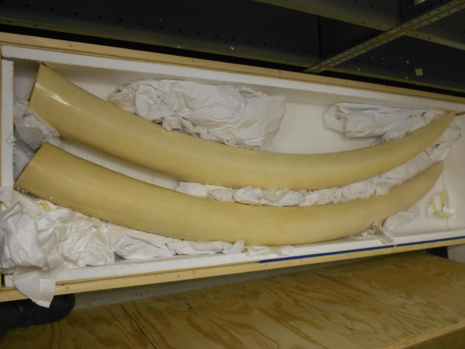 Elephant ivory is pictured in this undated handout photo courtesy of the United States Attorney's Office, District of New Jersey. A Chinese citizen, the admitted ringleader of an international smuggling operation that trafficked in $4.5 million worth of rhinoceros horns, ivory cups and trinkets, pleaded guilty on December 19, 2013 in federal court in New Jersey, prosecutors said. Zhifei Li, 29, said he had sold 30 raw rhino horns for as much as $17,500 each to Chinese factories that carve them into cups that are thought to improve health, according to federal prosecutors. REUTERS/United States Attorney's Office, District of New Jersey/Handout (UNITED STATES - Tags: CRIME LAW ANIMALS) ATTENTION EDITORS - THIS IMAGE HAS BEEN SUPPLIED BY A THIRD PARTY. IT IS DISTRIBUTED, EXACTLY AS RECEIVED BY REUTERS, AS A SERVICE TO CLIENTS. FOR EDITORIAL USE ONLY. NOT FOR SALE FOR MARKETING OR ADVERTISING CAMPAIGNS