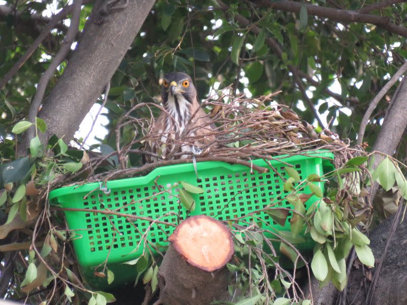 ▲親鳥站立巢內整理。（圖／高雄市農業局提供）