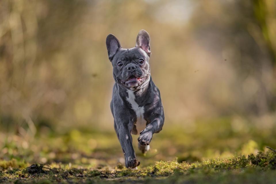 french bulldog