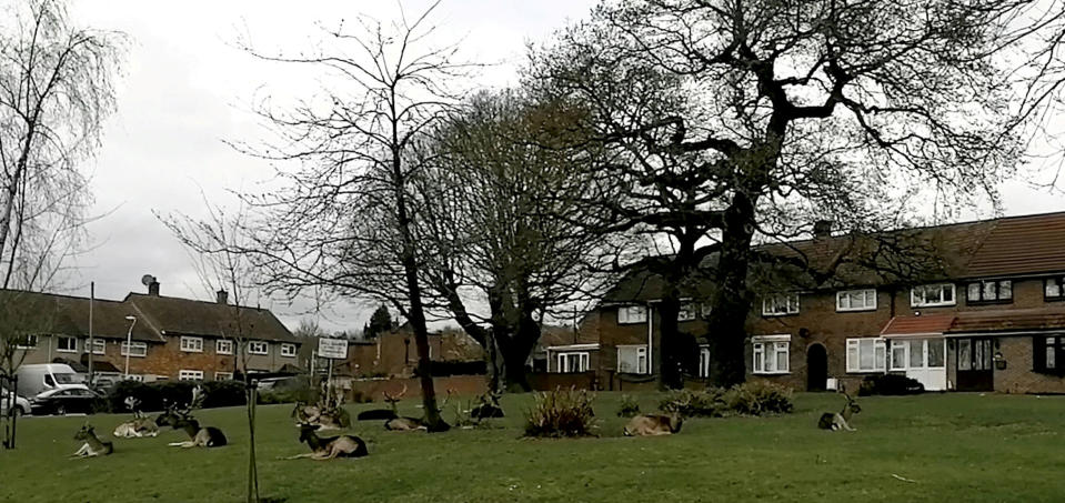 A herd of deer decided to rest in a housing estate in Harold Hill, Romford, east London. (SWNS)