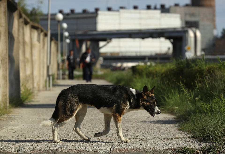 A stray dog saunters outside the Chernobyl nuclear power plant on August 18, 2017.