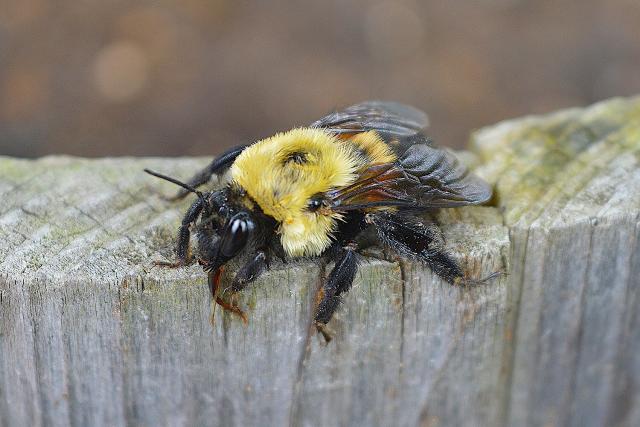 One of the most common North American bumble bee species is