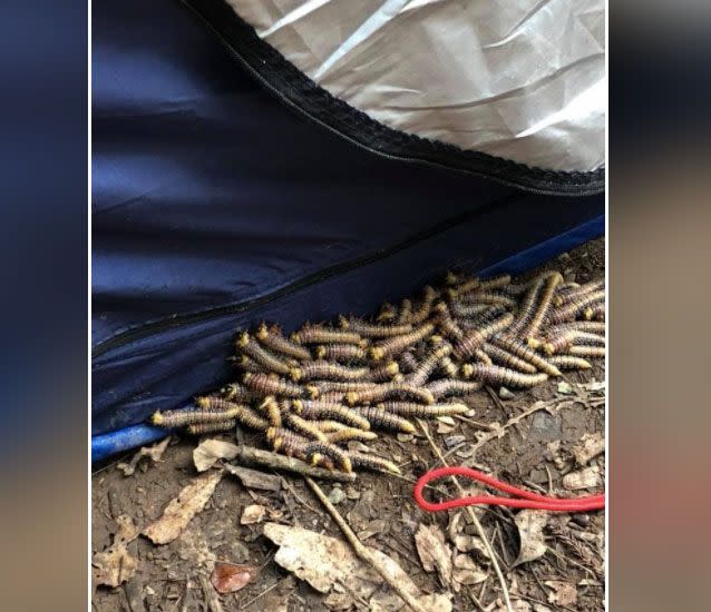 Kristin Jenkins was awoken by the caterpillars as she camped with her family on the Sunshine Coast. Source: Supplied