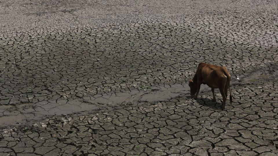 A cow tries to drink water from the bed of a dried rivulet at Mayong village east of Gauhati, Assam, India, in April 2014 amid drought and rising temperatures. - Anupam Nath/AP