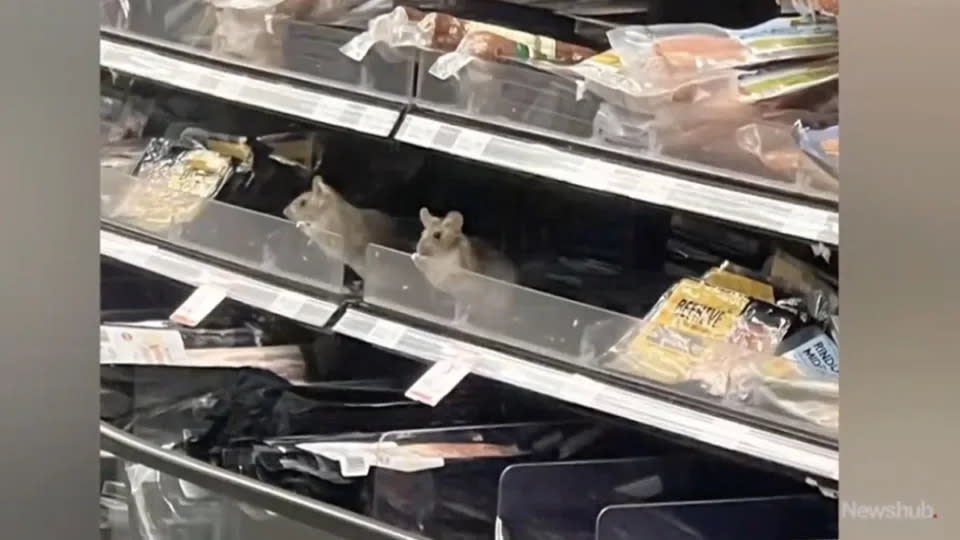 Rats seen peering out from a refrigerated shelf in the Countdown, Dunedin South store.