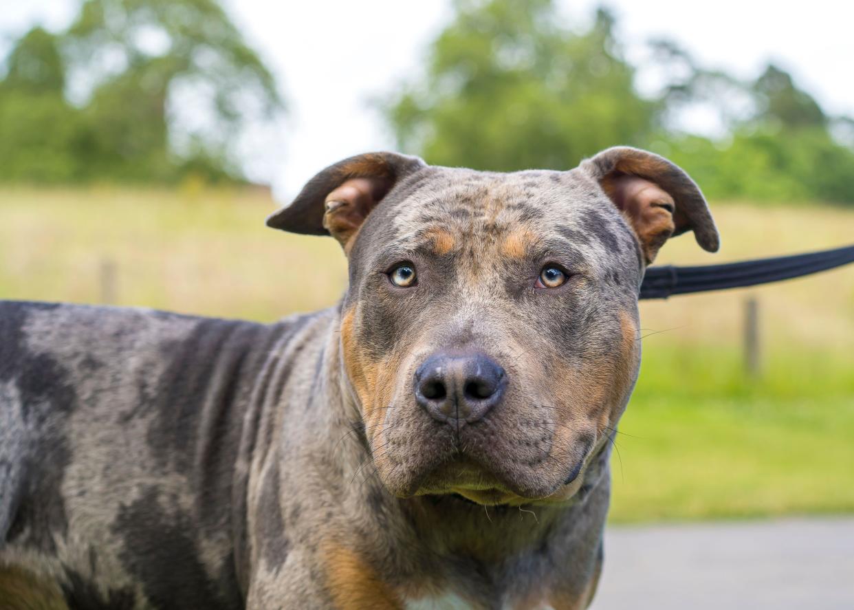 Front close up view of an XL bully dog