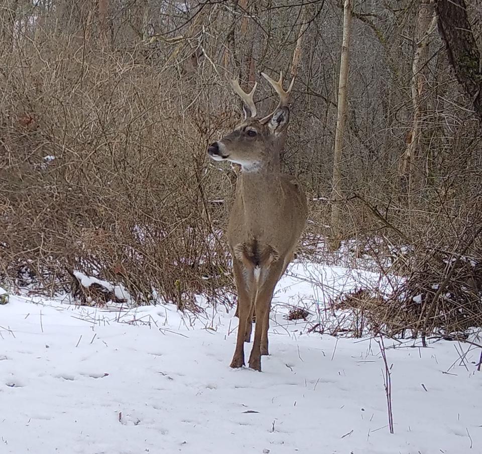 A buck in early March still carrying both antlers.