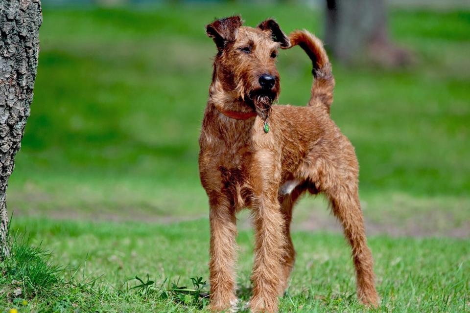  Irish Terrier standing near a tree