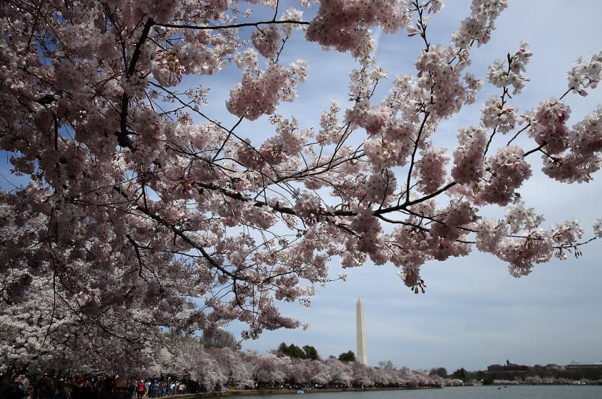 Cherry blossoms in Washington, D.C.