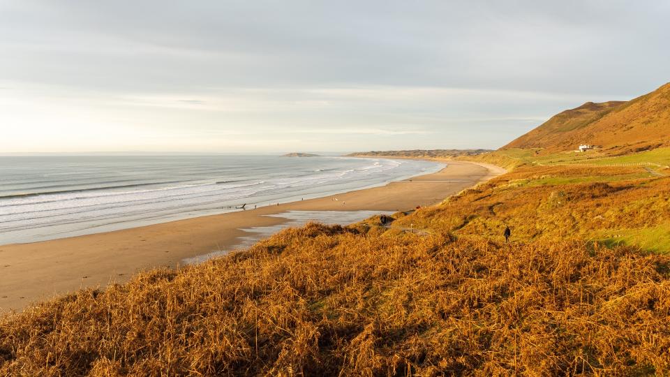 Coastal photograph of Long grass on the coast bathed in warm sunlight.