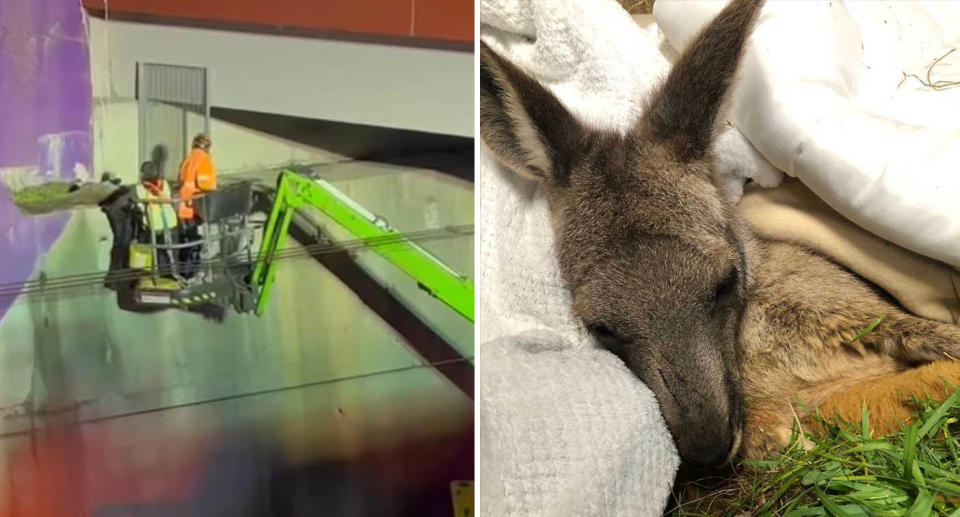 A photo of a Wildlife Rescuers volunteer and Metro Trains worker rescuing the kangaroo with a Cherry Picker from the train tracks. A photo of the kangaroo sleeping at an animal shelter in St Andrews, Melbourne.