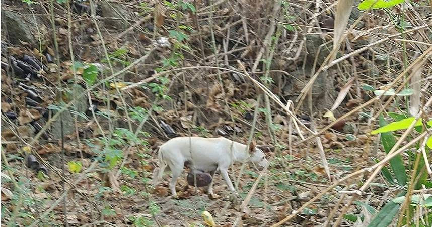 高雄市大社山區近日出現一隻白色流浪犬，下腹部掛著重達5000公克的巨大腫瘤，台灣動物緊急救援小組接獲通知後趕往營救。（圖／報系資料照）