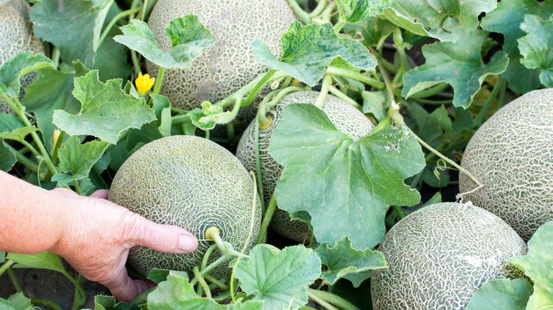 Canteloupes growing in field 