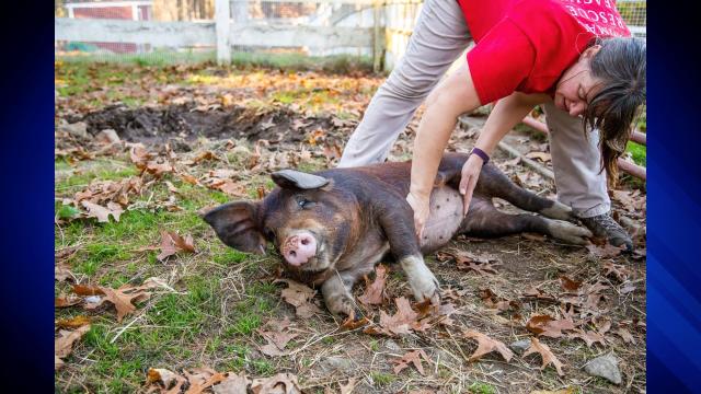 Home - Animal Rescue of New England