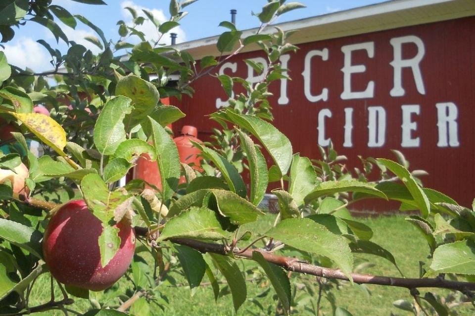 Spicer Orchards