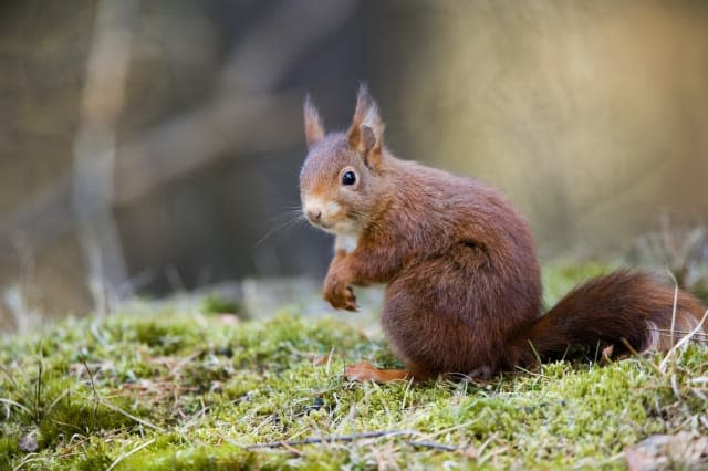 Red Squirrel, Sciurus vulgaris, sat on moss, Formby Point, Lancashire, UK