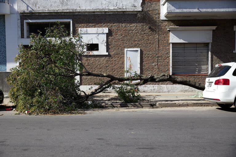 Un árbol caído por las ultimas tormentas en Uruguay al 19