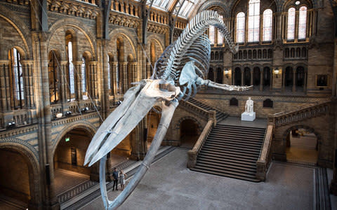 Hope the whale has replaced Dippy in Hintze Hall at the Natural History Museum - Credit: John Nguyen/JNVisuals