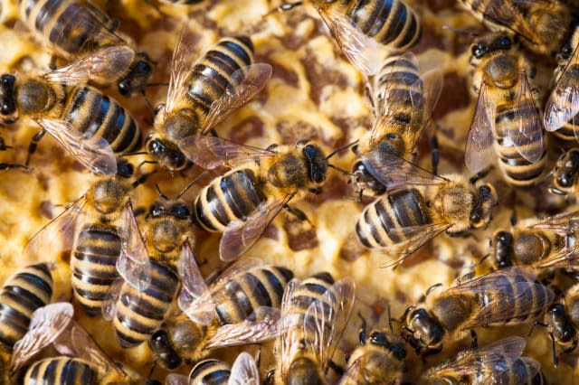 Macro shot of bees swarming on a honeycomb