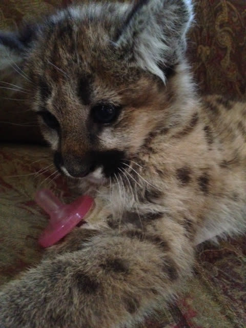 This Oct. 28, 2013 image courtesy of Dave Garnetti shows Zia the mountain lion cub with a bottle. Zia was rescued last fall by Garnetti while he was scouting for deer in Washington. He and his family nursed the cub back to health and it now has a home at the Living Desert Zoo and Gardens State Park in Carlsbad, N.M. (AP Photo/Courtesy of Dave Garnetti)