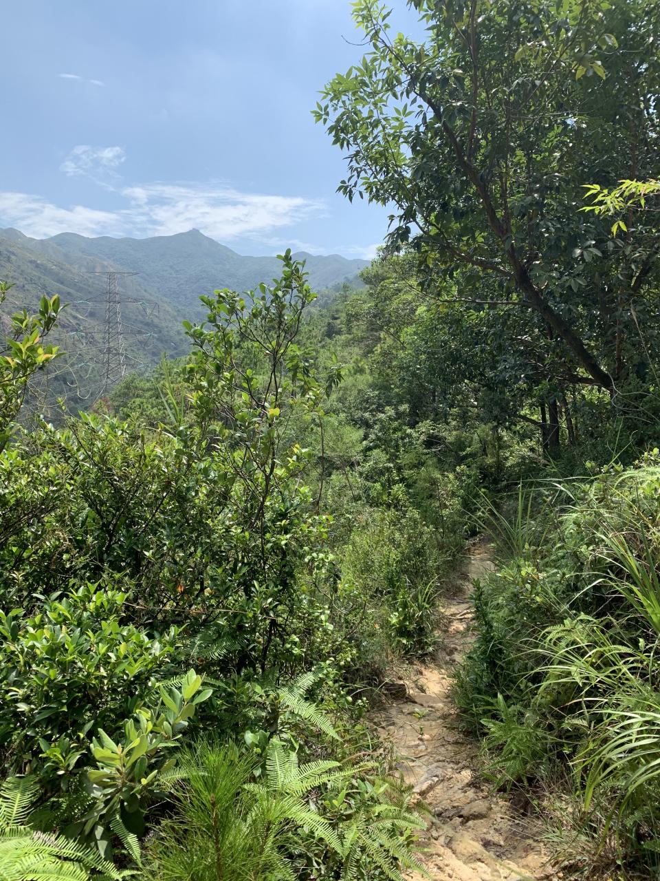 九徑山虎地郊遊徑分叉小路