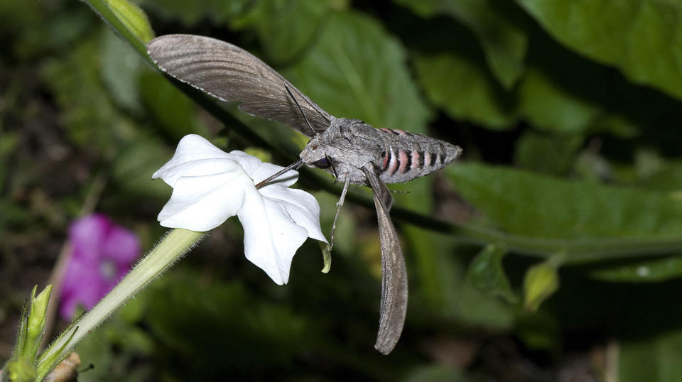 <em>Members of the public are being urged to look out for unusual moths from Europe</em>