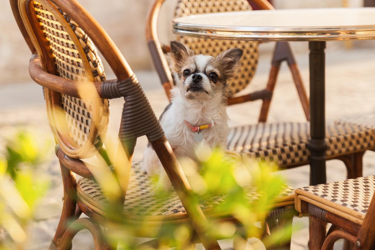 Cute chihuahua young dog in outdoors cafe with chairs and green plants in pots in old city downtown. Summer morning solar bright effect. Pets friendly vacations travel concept.