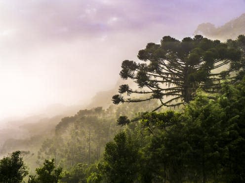 <span class="caption">An Araucaria juts out of Brazil's misty Atlantic Forest</span> <span class="attribution"><a class="link " href="https://commons.wikimedia.org/wiki/File:Arauc%C3%A1rias_e_Aurora.jpg" rel="nofollow noopener" target="_blank" data-ylk="slk:Douglas Scortegagna/Wikimedia Commons;elm:context_link;itc:0;sec:content-canvas">Douglas Scortegagna/Wikimedia Commons</a>, <a class="link " href="http://creativecommons.org/licenses/by-sa/4.0/" rel="nofollow noopener" target="_blank" data-ylk="slk:CC BY-SA;elm:context_link;itc:0;sec:content-canvas">CC BY-SA</a></span>