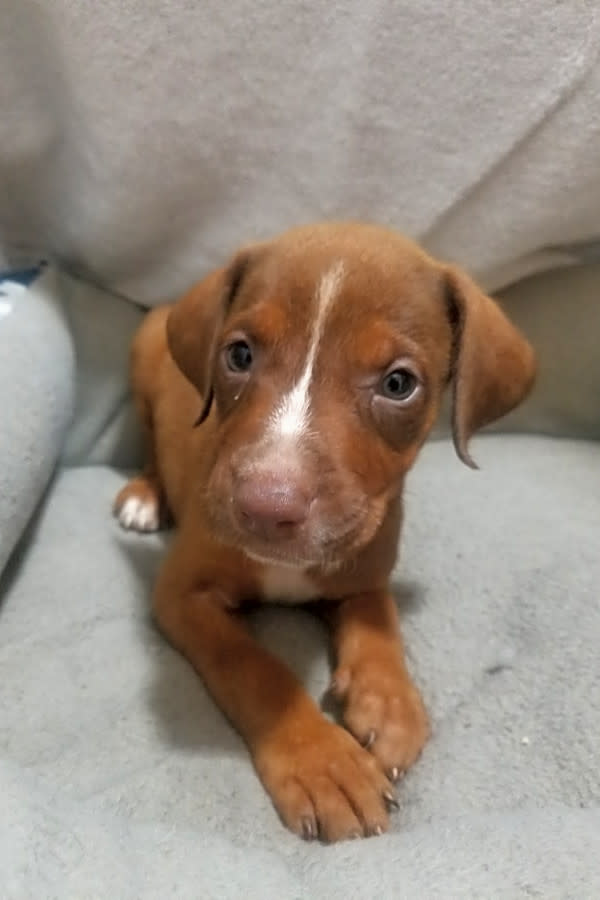 doberman boxer mix