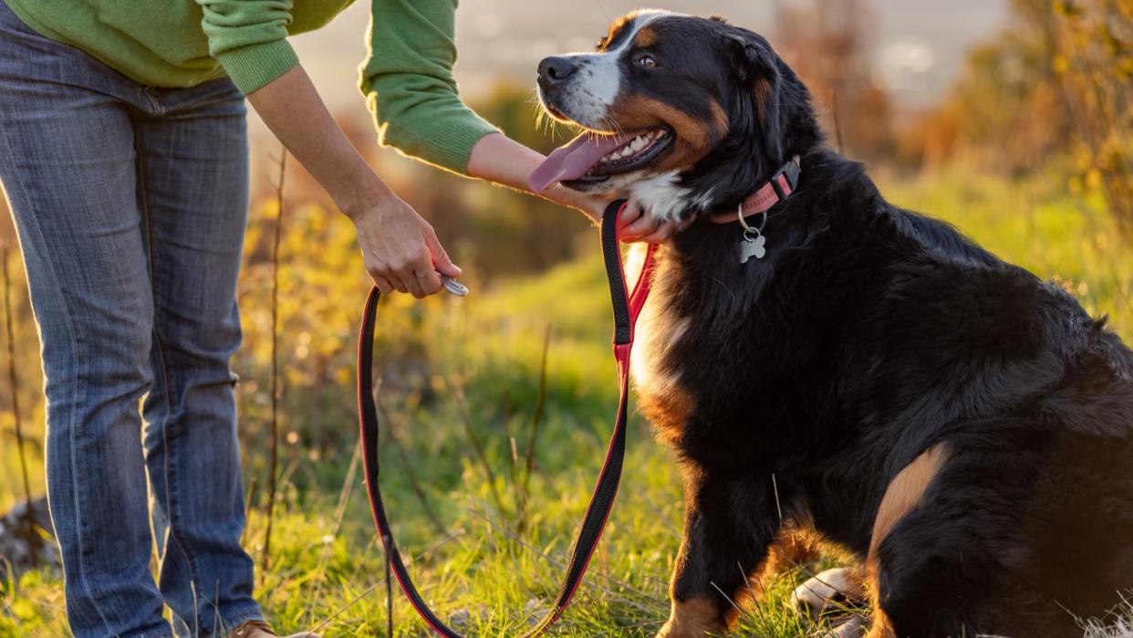  Woman bending down to stroke Bernese Mountain Dog and attach his leash 