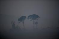 General view of a tract of the Amazon jungle as it burns near Apui