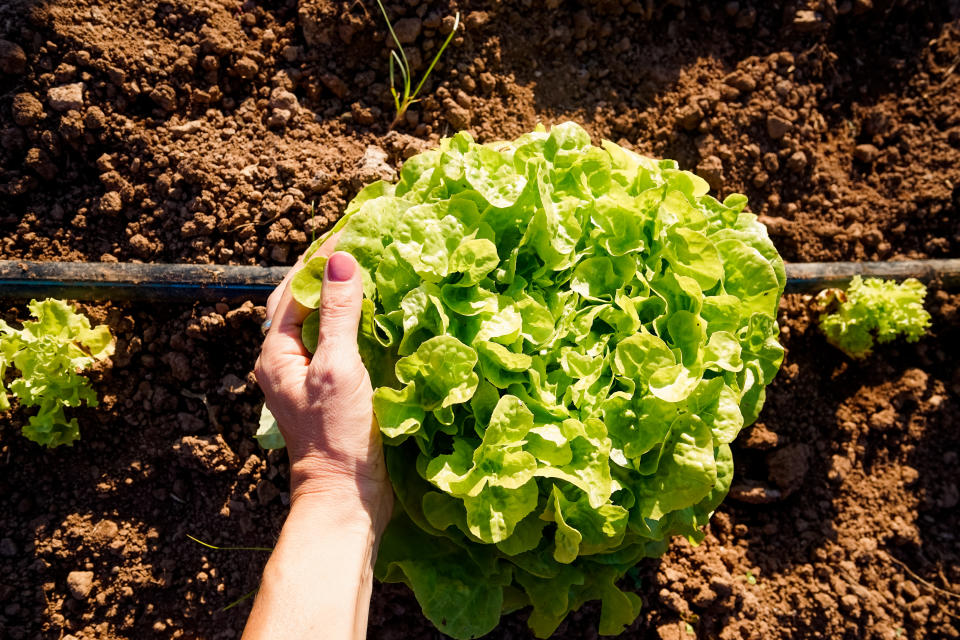 With the hosepipe ban still in effect, using greywater is a great short-term solution to hydrating your garden sustainably. (Getty Images) 