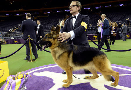 FILE PHOTO: Rumor, a German shepherd and winner of Best In Show at the 141st Westminster Kennel Club Dog Show, poses for photographers with her handler Kent Boyles at Madison Square Garden in New York, NY, U.S., February 14, 2017. REUTERS/Stephanie Keith/File Photo