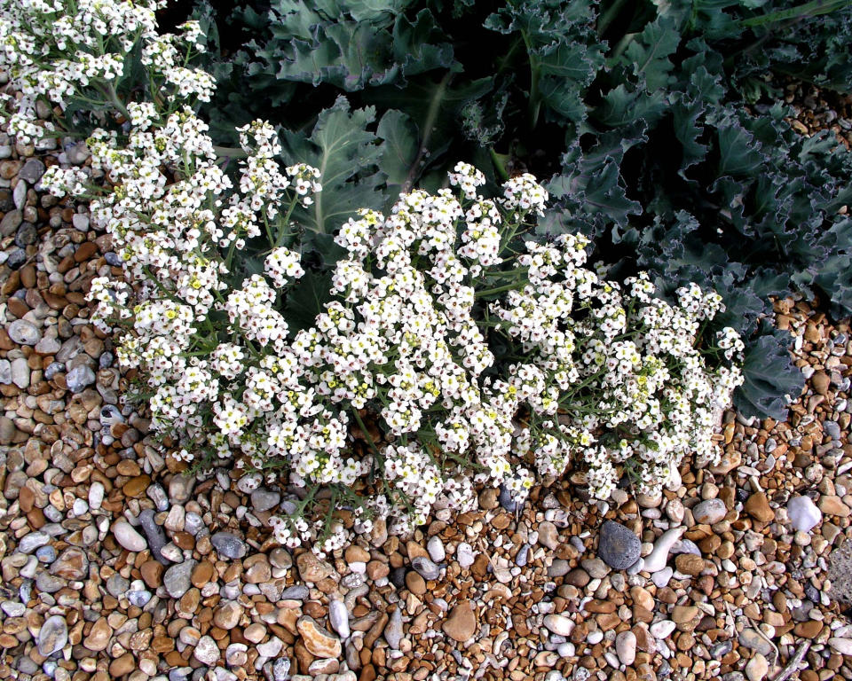 SEA KALE