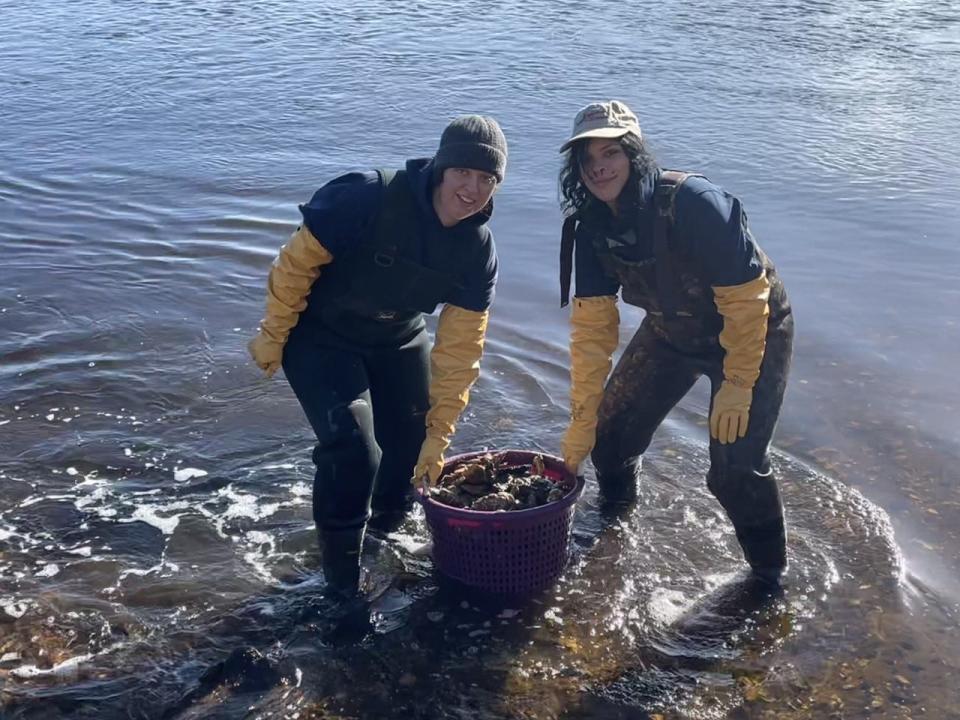 AmeriCorps Cape Cod members Avalon Hadley, left, and Emma Grace Deily-Swearingen get ready Saturday morning to move a basket of oysters gathered at the Chequessett Neck dike in Wellfleet. A bed of the wild shellfish was moved because of planned construction at the dike.