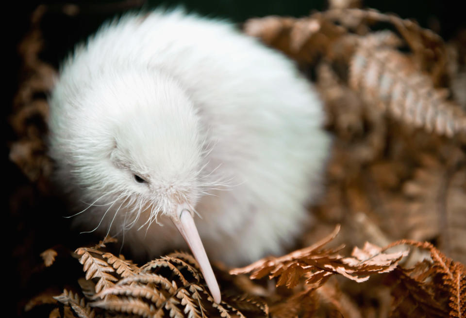 Rare Kiwi Chick Moves Into Outdoor Enclosure