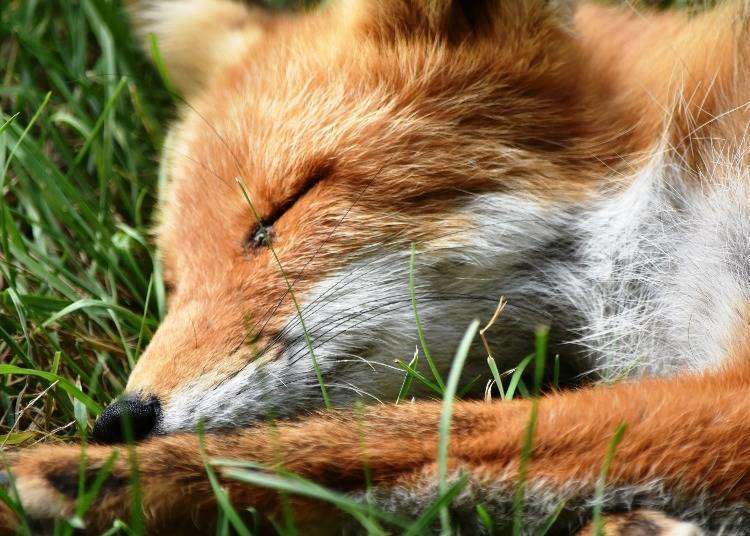 和北海道動物來場近距離接觸！精選3種可以看到當地限定動物的設施