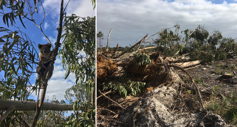 Split screen. Left - a koala and joey in a fallen tree. Right - felled trees