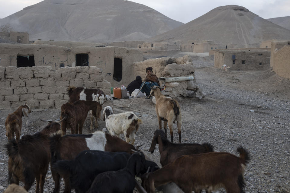 A young shepherd sits next to his goats in Kamar Kalagh village near Herat, Afghanistan, Saturday, Nov. 27, 2021. In the small village, life is shriveling away as residents try to squeeze out what little water is left from their dwindling well. (AP Photo/Petros Giannakouris)