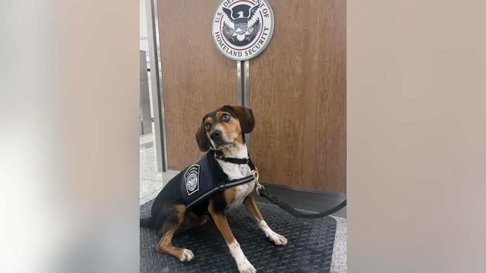 <div>Flash the Beagle (U.S. Customs and Border Protection)</div>