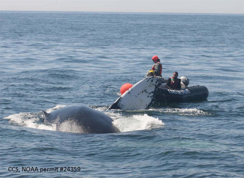 Members of the Center for Coastal Studies marine animal entanglement response team cut rope on Saturday from an entangled humpback off Cape Ann. Pictured, left to right are Emily Kelly, Paulette Durazo, and Bob Lynch. The center is based in Provincetown.