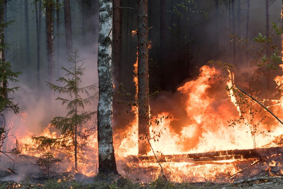 Trees burn at during a forest fire near the Syamozero Lake in Pryazhinsky District of the Republic of Karelia, about 700 km.(438 miles) south-west of Moscow, Russia on Wednesday, July 21, 2021. Volunteers have helped in Karelia as well. Anna Gorbunova, coordinator with the Society of Volunteer Forest Firefighters that focuses on the Ladoga Skerries national park in Karelia, told The Associated Press last week that the blazes there this year are the biggest since 2008. (AP Photo/Ilya Timin)