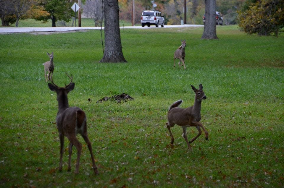 Indiana Department of Natural Resources is asking Hoosiers to report any deer with noticeable evidence of chronic wasting disease or Epizootic Hemorrhagic Disease.