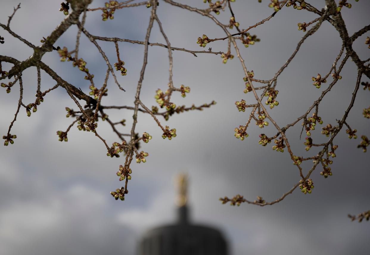 Cherry blossom trees begin to bud March 14 at the Oregon State Capitol Mall.
