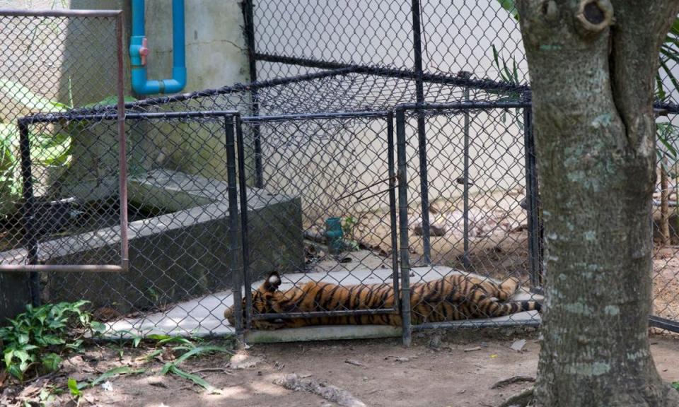 The Environmental Investigation Agency estimated that there were at least 1,962 captive tigers in over 63 facilities in Thailand in 2019 (Lady Freethinker)