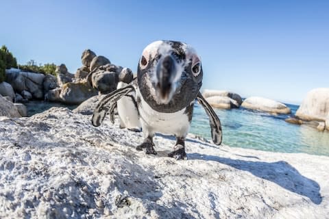 Get up close and personal with penguins on Cape Town's Boulder Beach - Credit: Getty