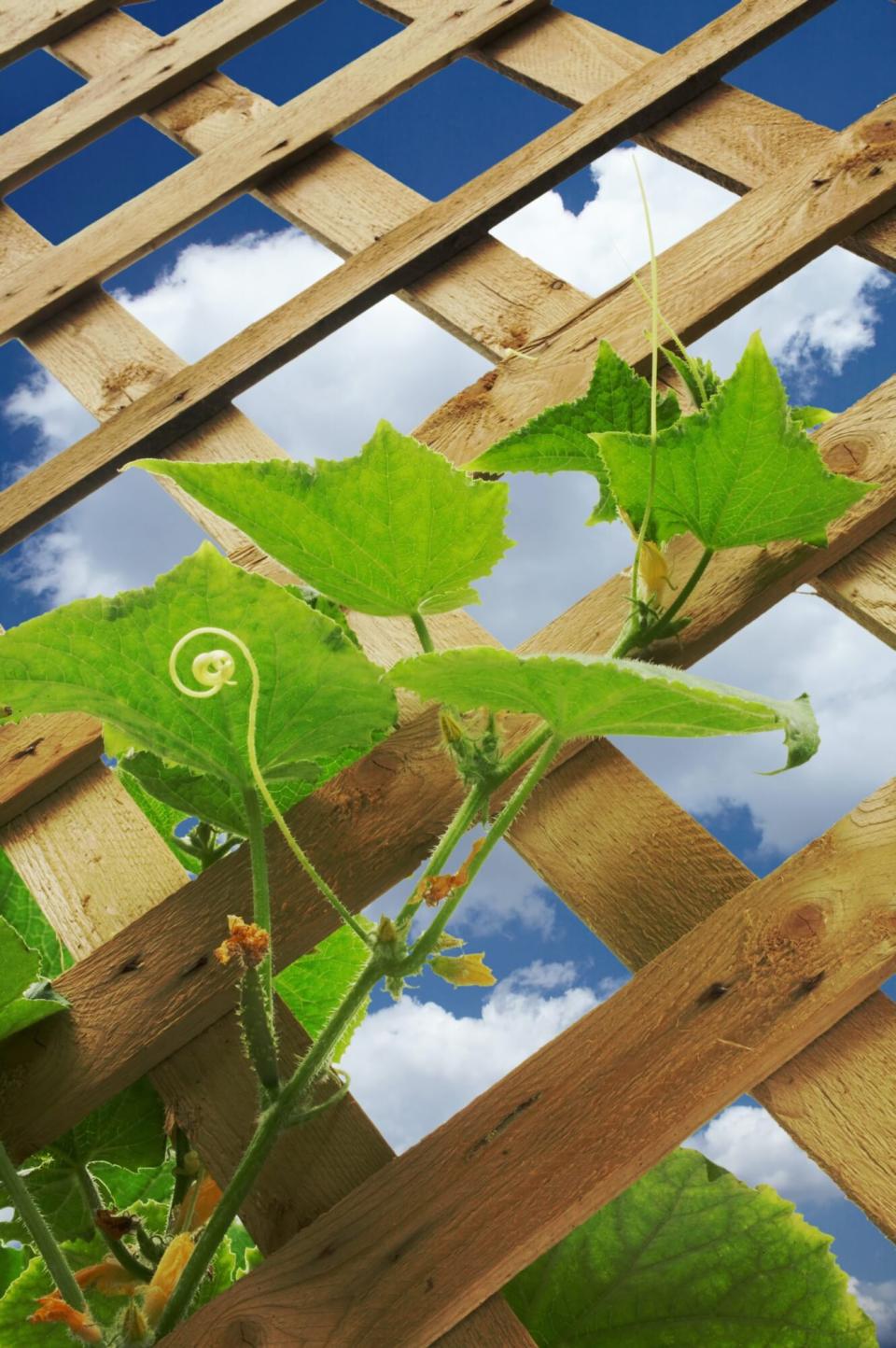 Wooden Lattice Cucumber Trellis