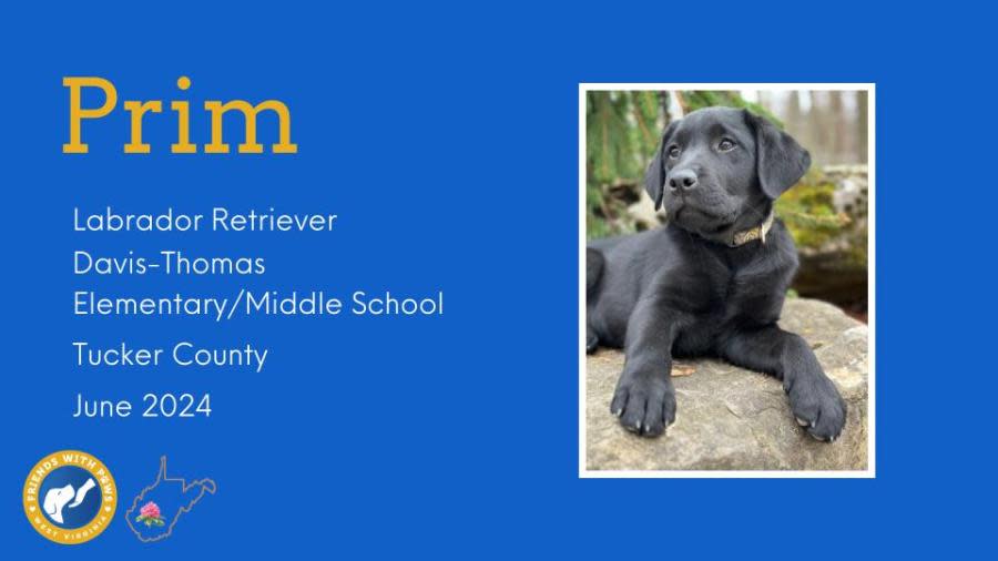 Prim – Tucker County Davis-Thomas Elementary-Middle School Therapy Dog – Photo Courtesy: First Lady Cathy Justice